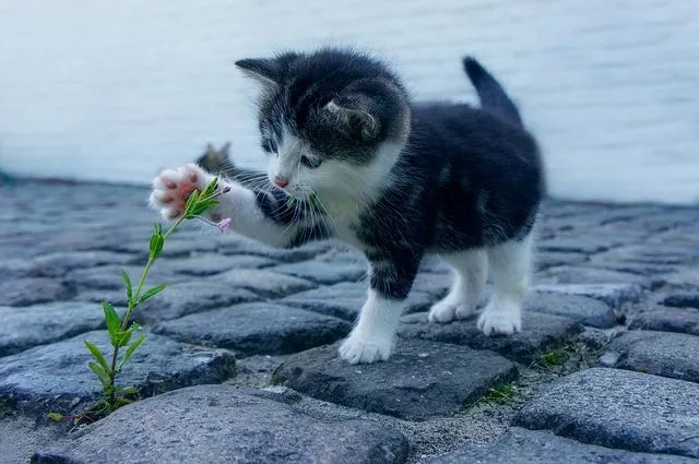 最新猫动漫，探索神秘猫的魅力世界